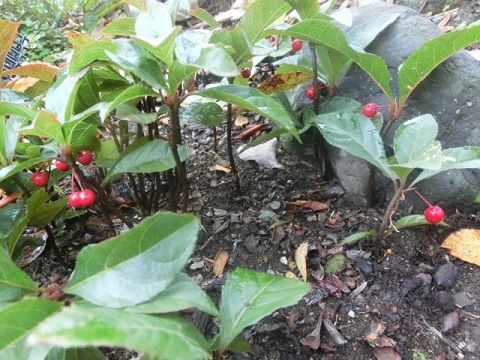 ビオラ寄せ植えその3 プミラとヤブコウジを使って 静かな時が流れる 風の庭 楽天ブログ