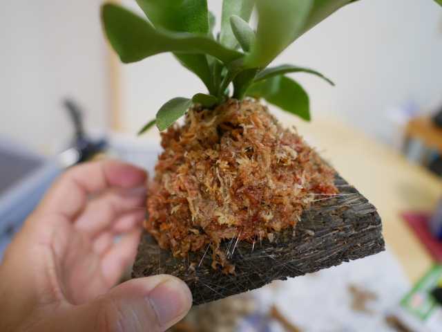 小さめのビカクシダ、板付けに初挑戦！ | ～べらんでぃずむ～ ベランダ