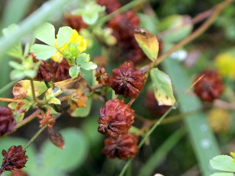 コメツブツメクサの開花後の姿