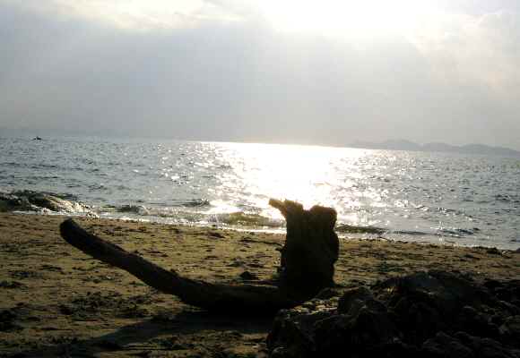 海と流木.JPG