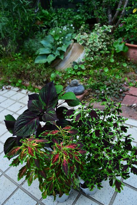 DSC_0027.JPG