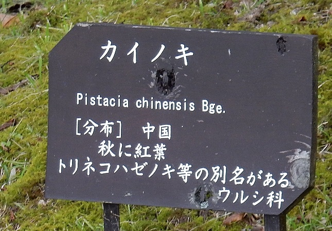 カイノキ.JPG