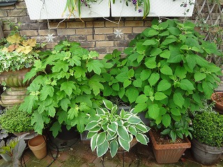 DSC05274.jpg