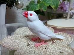 文鳥がちゃ.jpg