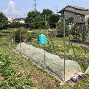 今年も小玉スイカとニラを一緒に植えました ちょろ松の家庭菜園奮闘記 楽天ブログ