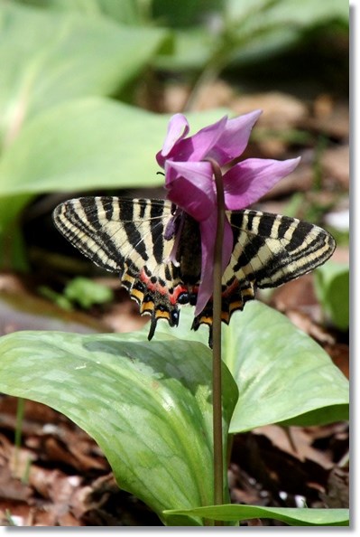 樹木公園・ギフチョウ-1 15.4.18