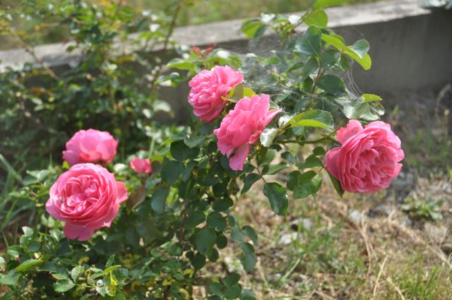 バラ120607b.jpg