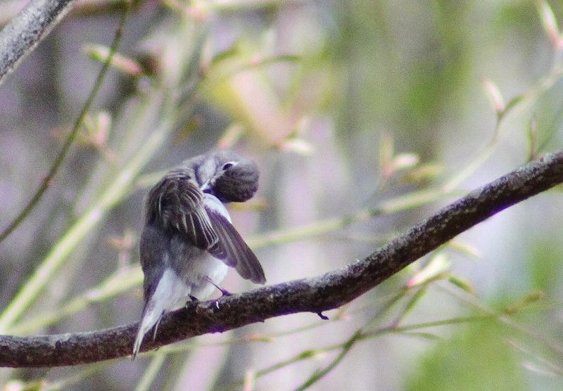 IMG_7375 (800x556).jpg