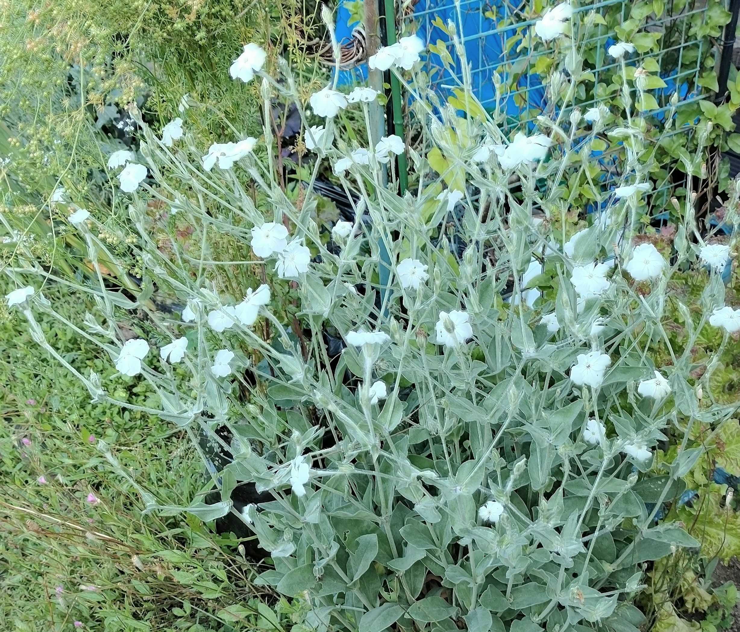 海外にも配送可能 (ᵔᴥᵔ)発根苗♡アンティークな紫陽花♡ベランダ