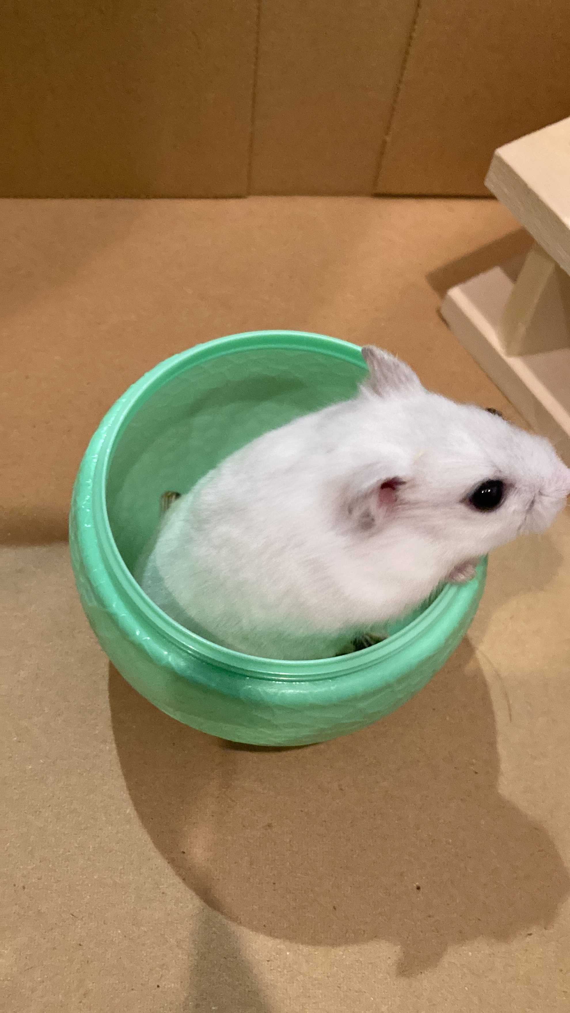 好きなことたーくさんブログ