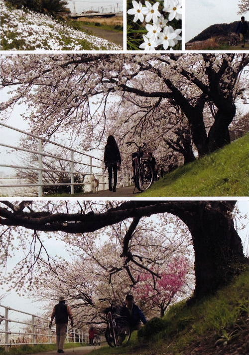 2013春の花B5