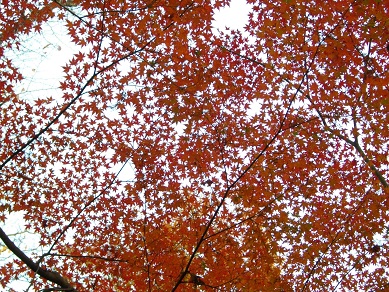 須磨離宮公園の紅葉