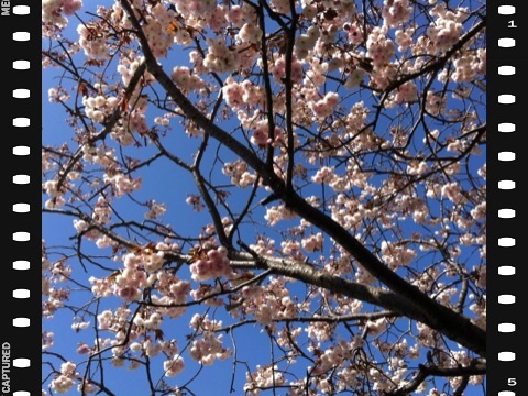 泉谷公園なの八重桜１