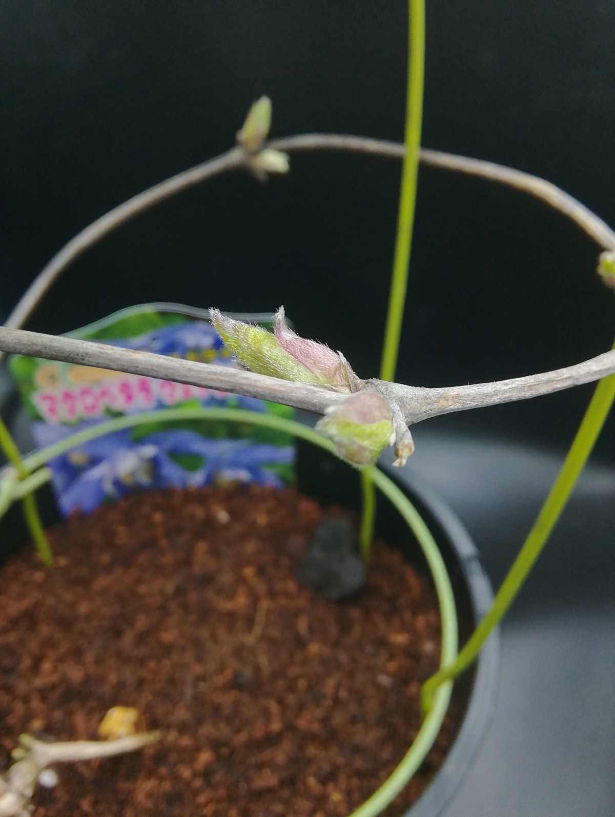 芽が動き始めてきた。 | ムシトリ観察 - 楽天ブログ 芽が動き始めてきた。 | ムシトリ観察 - 楽天ブログ
