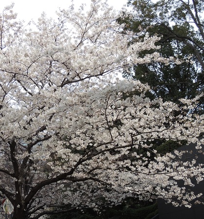 目黒雅叙園桜