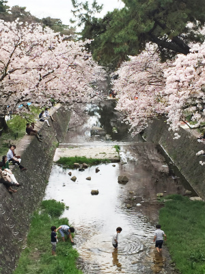 夙川桜歩き5