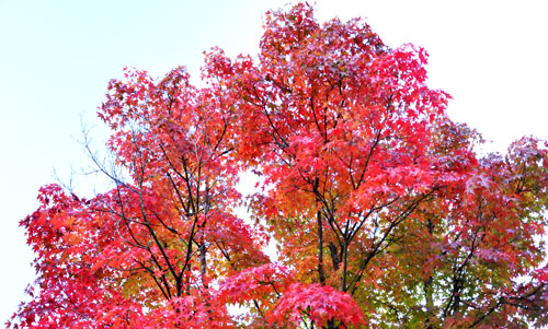 紅葉４