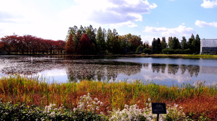 中央植物園池　10.25　2015　ｐ