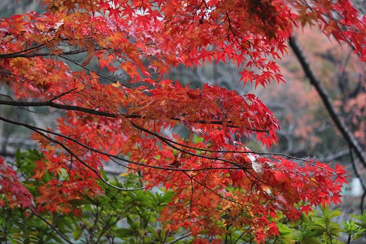 141206_11紅葉(10%)