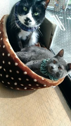 rblog-20180502205408-00.jpg