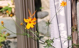 IMG_3623-2.jpg