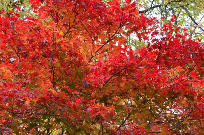 然別紅葉 | 十勝よろず写真館 - 楽天ブログ