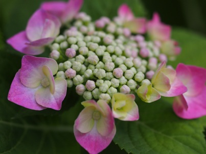 夕方の紫陽花 (6)