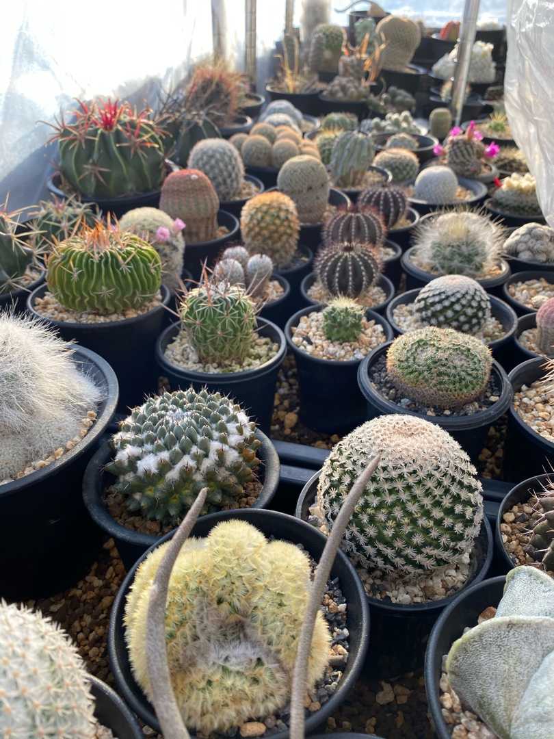 毎日サボテン わたしとサボテンの日々 楽天ブログ