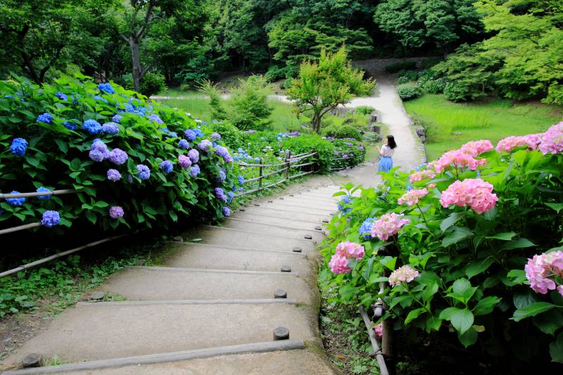 山田池公園・紫陽花_004.jpg