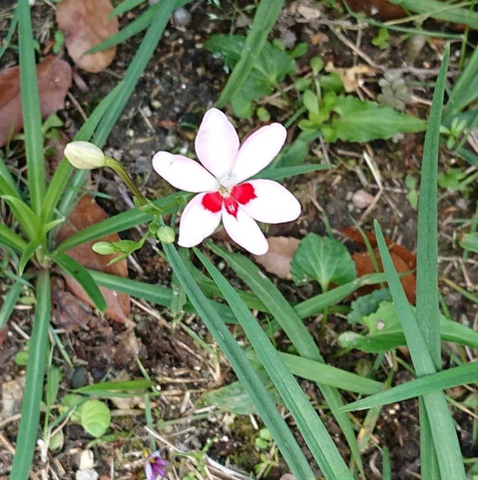 庭のあちこちにヒメヒオウギ 歩人のたわごと 楽天ブログ