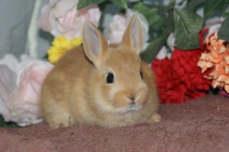 仙台市青葉区 ネザーランド うさぎ ペットショップ 宮城県 ペットショップ鈴花 楽天ブログ