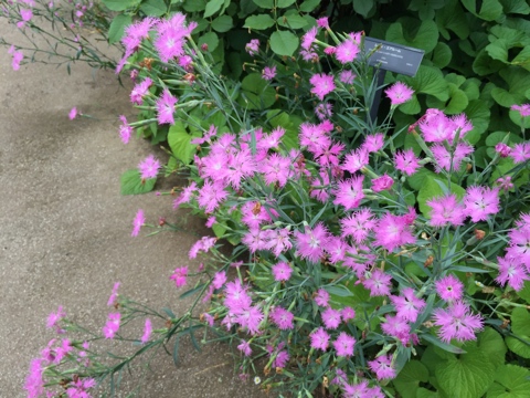 横浜イングリッシュガーデン