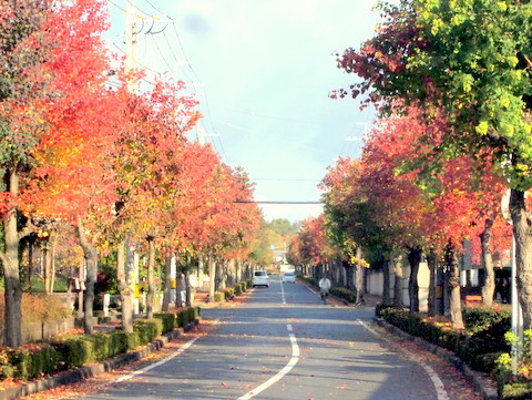 友が丘、とものがわからの紅葉-2