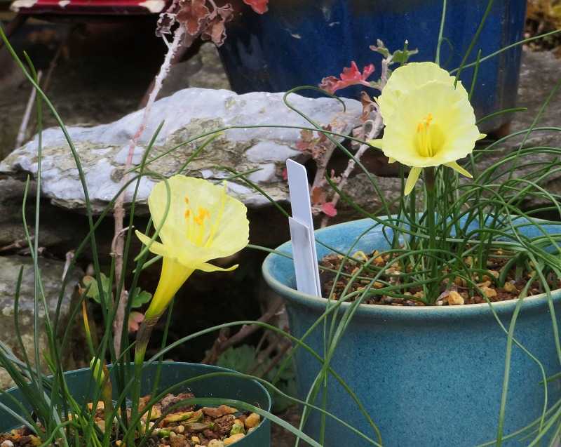 ２月１５日 今日の一花（その２） ペチコートスイセン（ペチコート水仙