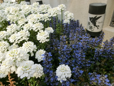 CIMG0096.jpg