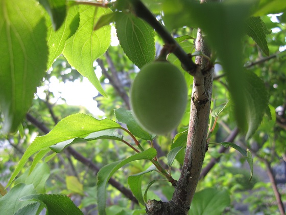 ume