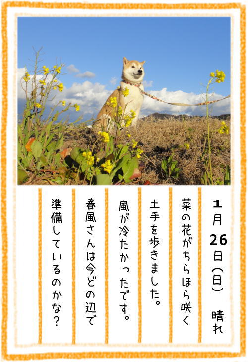 0126菜の花3.jpg