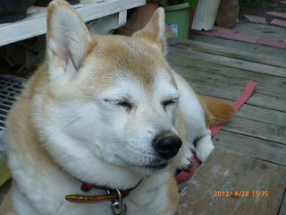 居眠り犬１