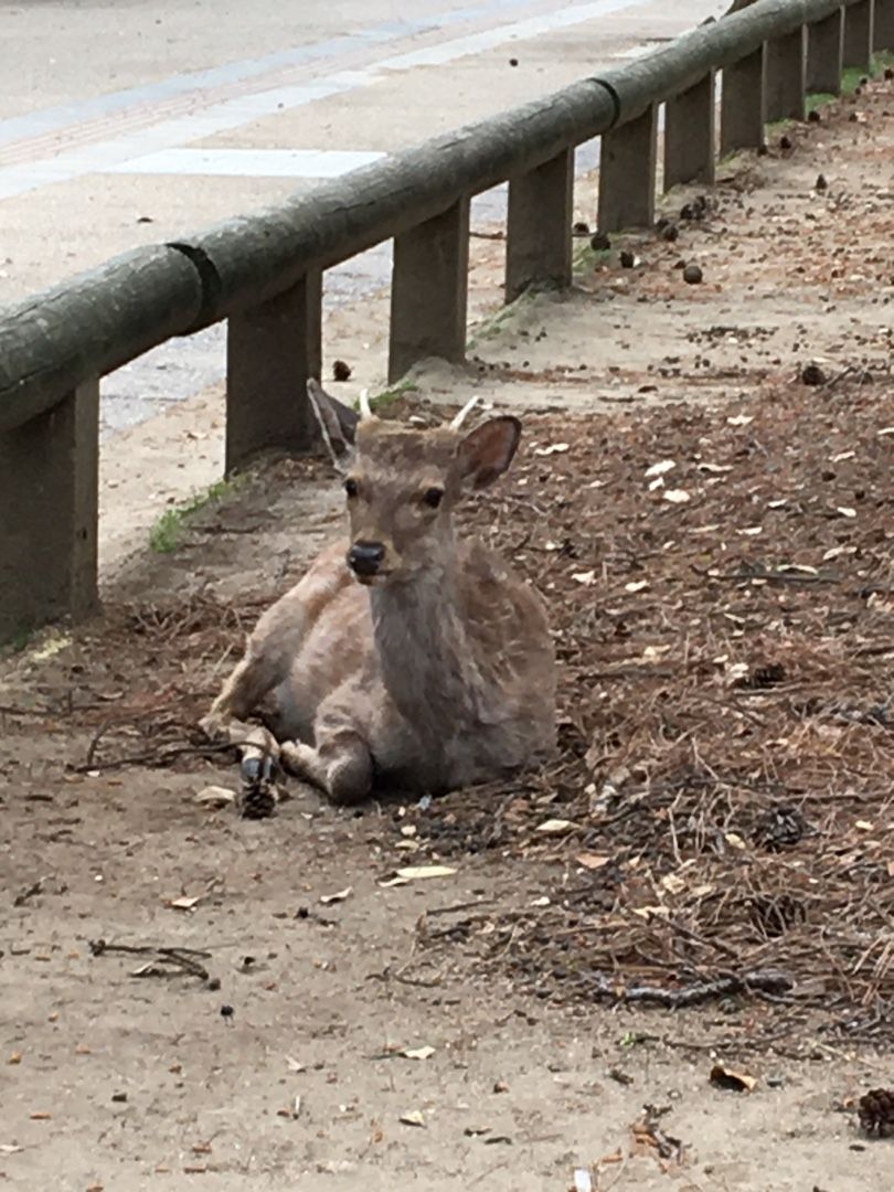 奈良公園の鹿さん うさぎの日々是好日 楽天ブログ