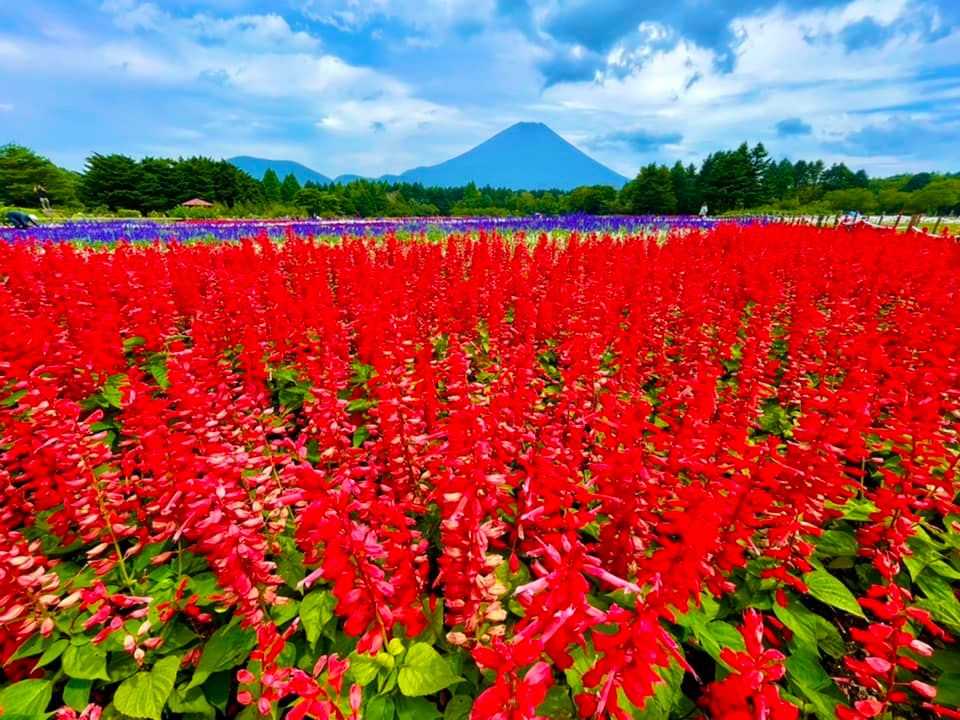 富士本栖湖リゾートの「虹の花まつり」 | 醍醐山と下部（しもべ）温泉 - 楽天ブログ