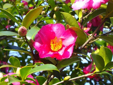 山田池公園　山茶花