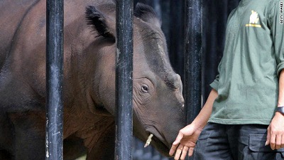 indonesia-sumatran-rhino-b.jpg