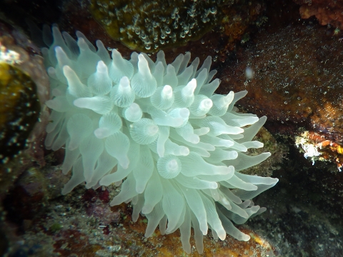串本磯採集2016年10月上旬4　サンゴイソギンチャク（Entacmaea actinostoloides）
