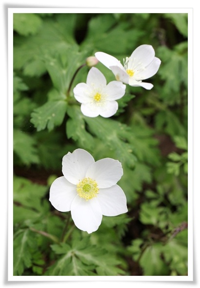 樹木公園-9 イチリンソウとニリンソウ 15.4.22