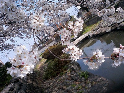 20120406 sakuras-.jpg