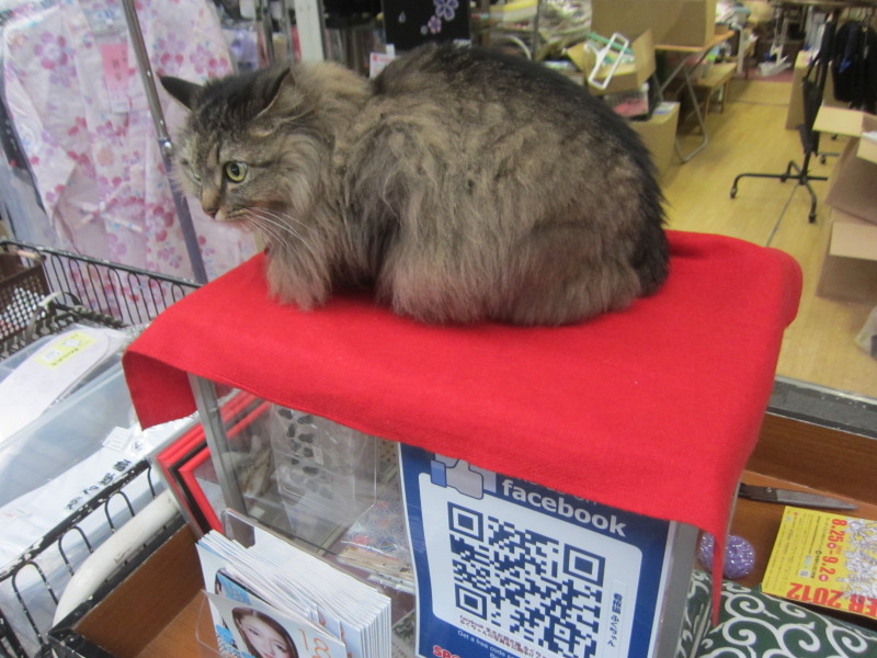 看板猫ふくちゃん