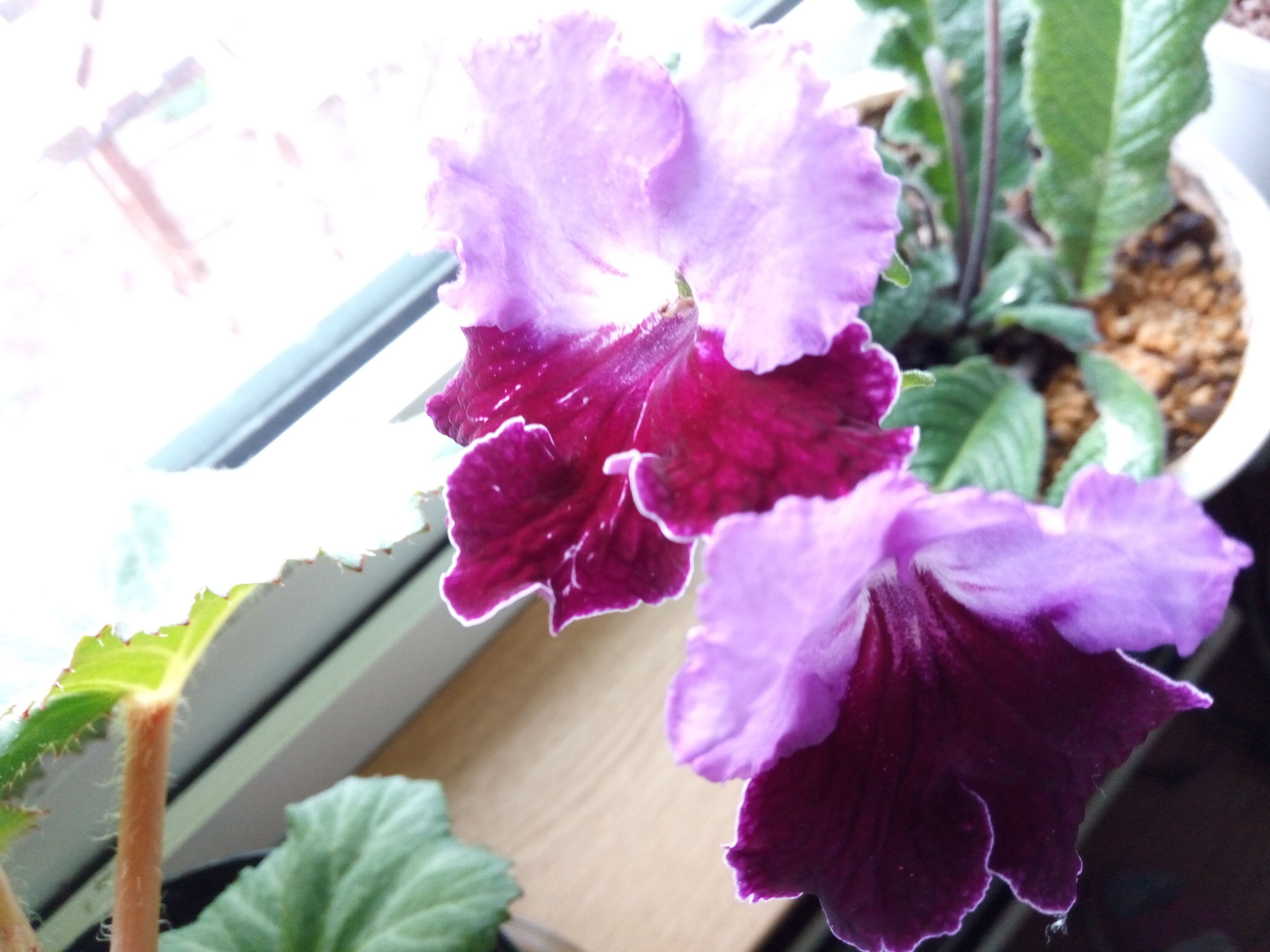 遅れて咲いた紫ツートンのストレプトカーパス また咲いてるプルメリア 花に癒されて 楽天ブログ