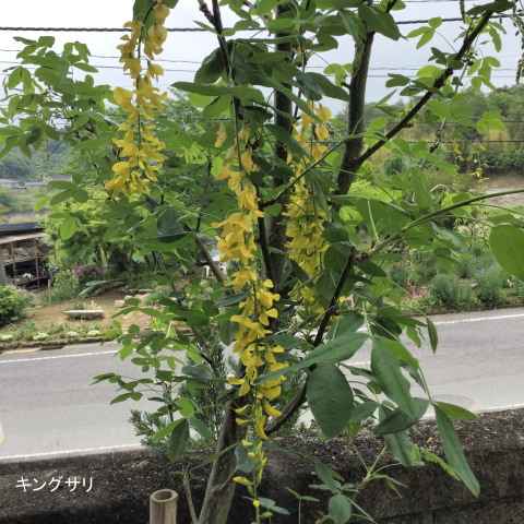 160507kingusari.jpg