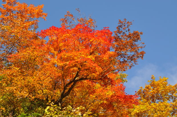 称名滝　紅葉