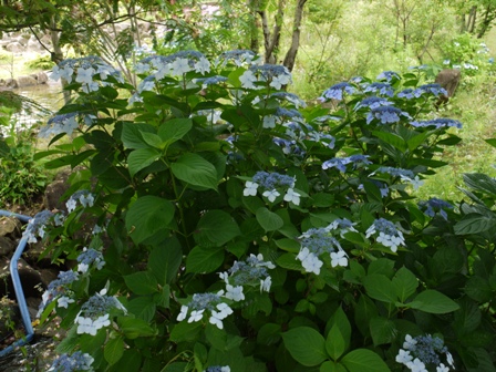 紫陽花３